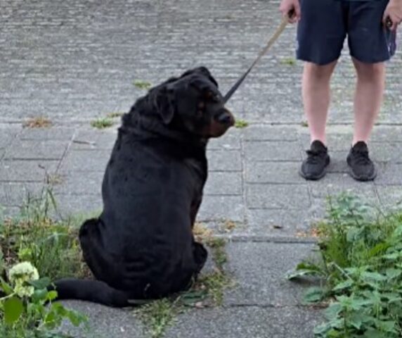 Niente da fare: questo Rottweiler punta le zampe, non farà la passeggiata senza la sua mamma umana