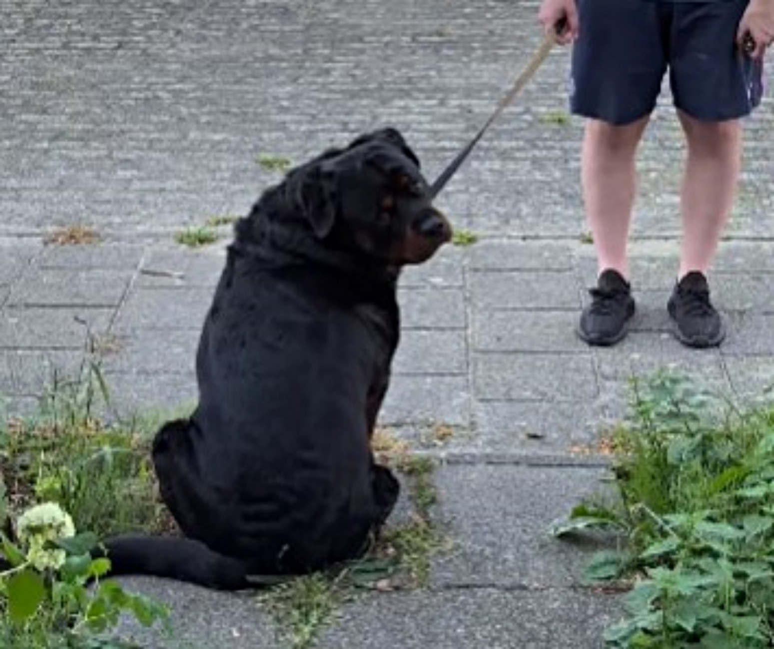 Rottweiler aspetta mamma per passeggiata