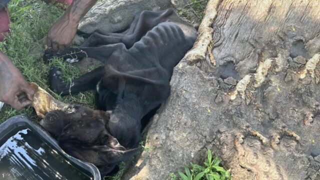 Non sapevano che farsene di lui: hanno buttato il cane in una buca sperando di liberarsene – Video