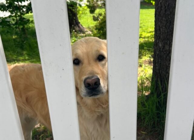 Non si infrangono le regole: chi vuole dare un biscotto a questo cane deve fare qualcosa di specifico