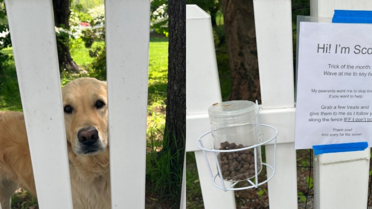 cane ha regole per chiedere biscotto