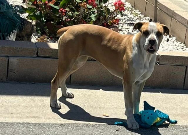 Pur di trovare conforto questo cane stringeva fra i denti un peluche, unico gesto d’amore nei suoi confronti