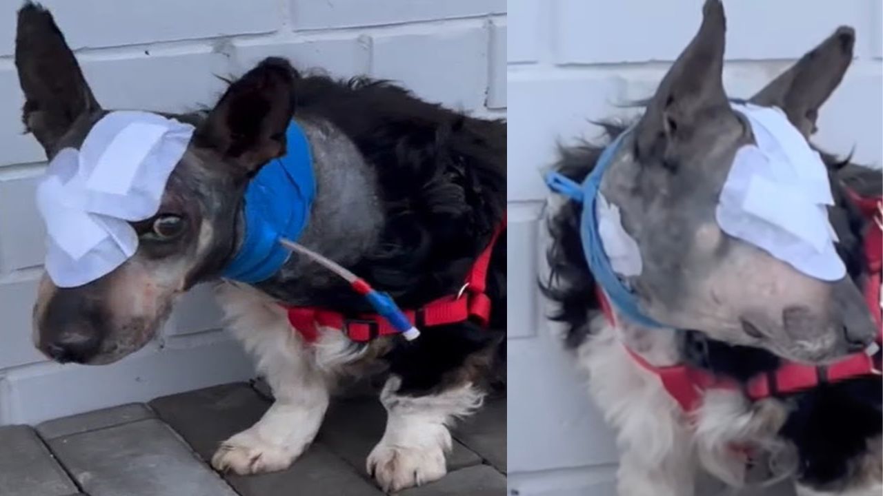 Cane con la benda all'occhio