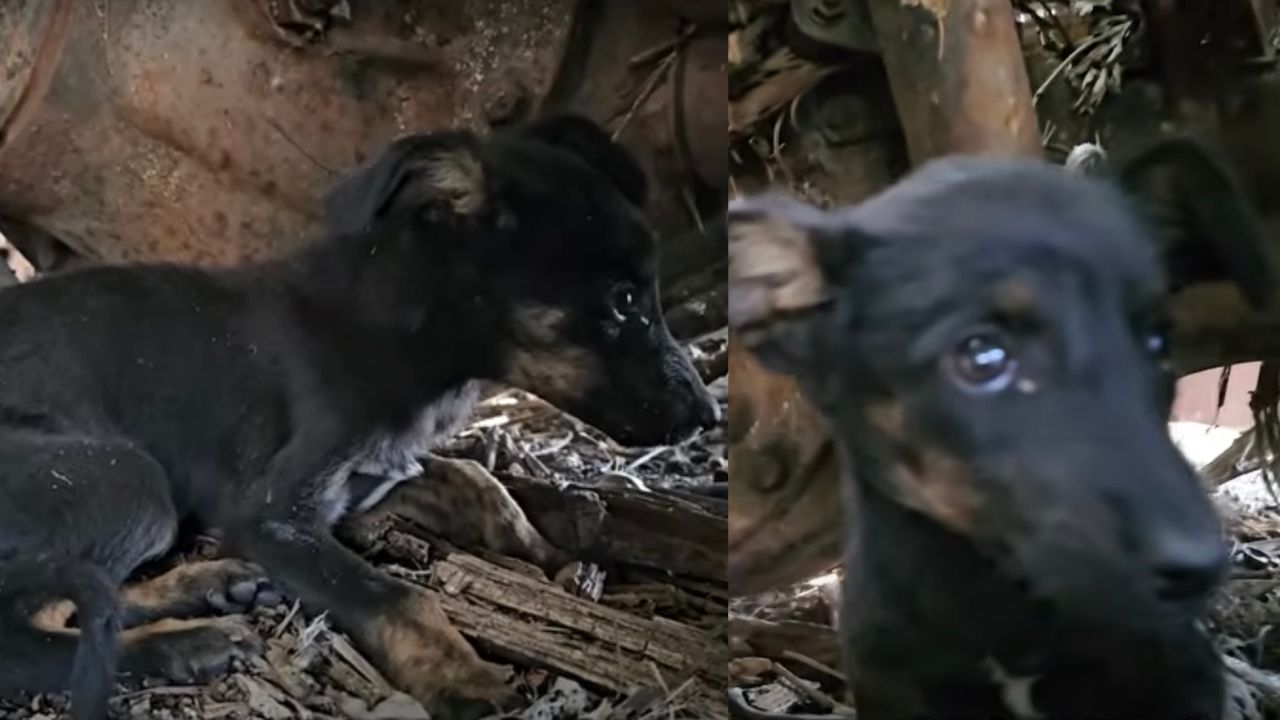 Cagnolina intimorita dagli umani