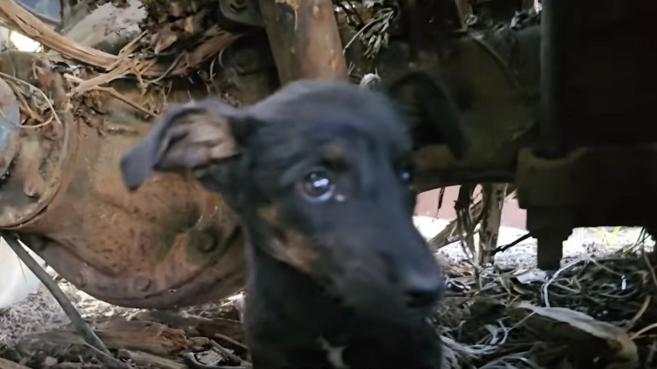 Piccola cagnolina indifesa