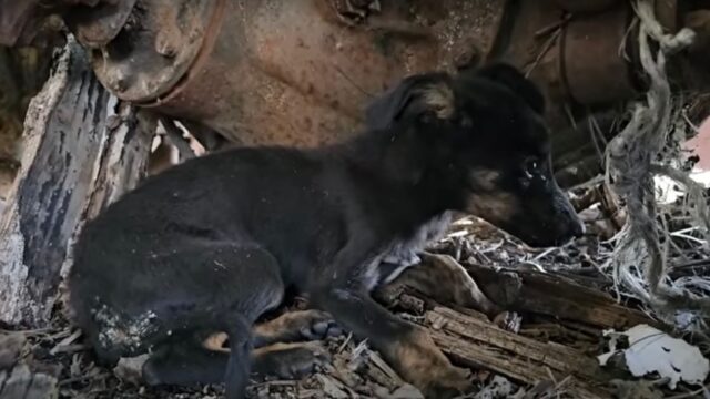 Quando l’hanno trovata era a malapena viva: non pensavano che la cagnolina ce l’avrebbe fatta – Video