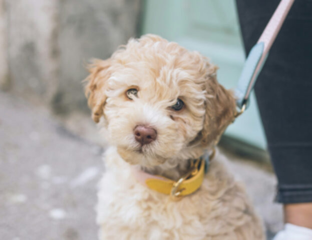 Queste sono le cose che devi fare se stai portando il cane a spasso per la prima volta