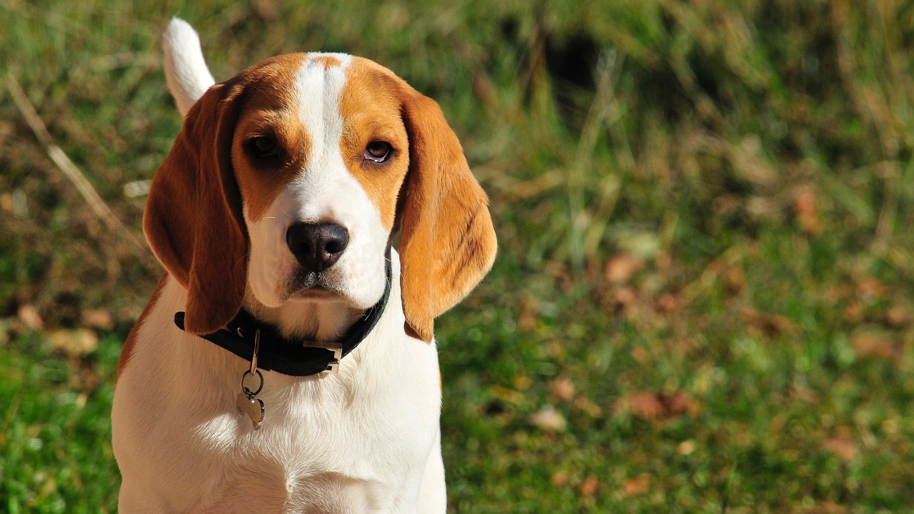 Cane guarda avanti