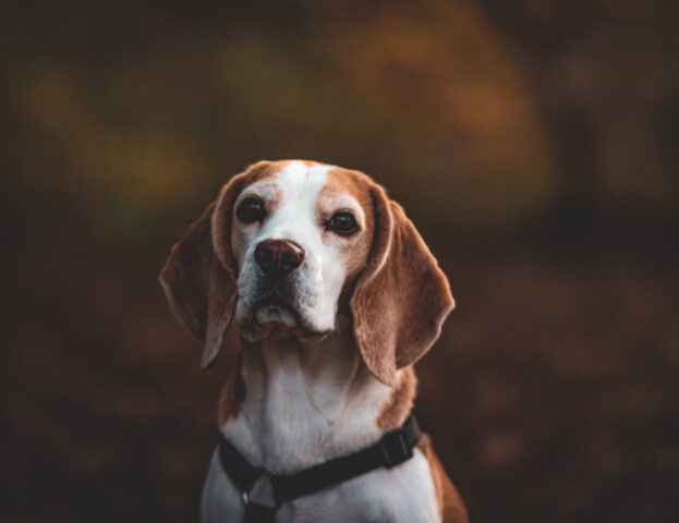 Questi (purtroppo) sono i motivi per cui i Beagle vengono usati nella sperimentazione animale