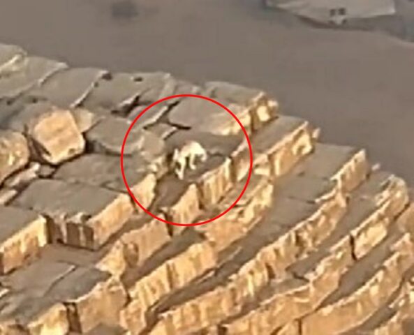 Questo cane è arrivato sulla cima della piramide di Giza: ma come c’è arrivato e come sta?