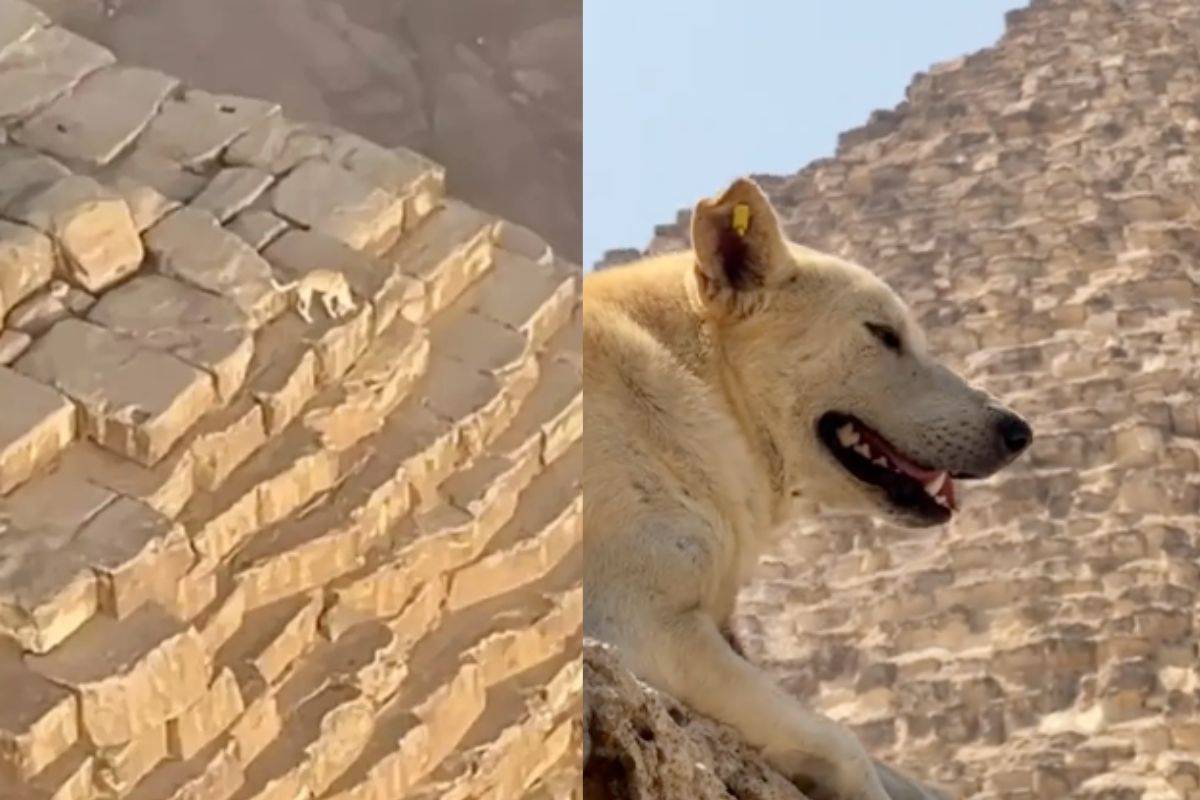 cane avvistato in cima alla piramide di Giza