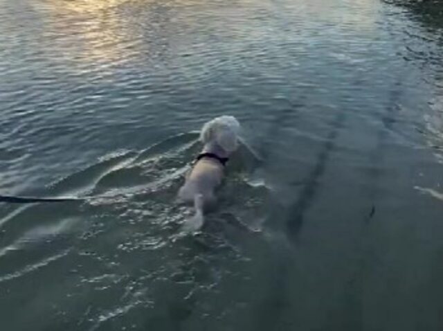 Questo cane non ha mai potuto camminare, ma in acqua succede qualcosa di magico