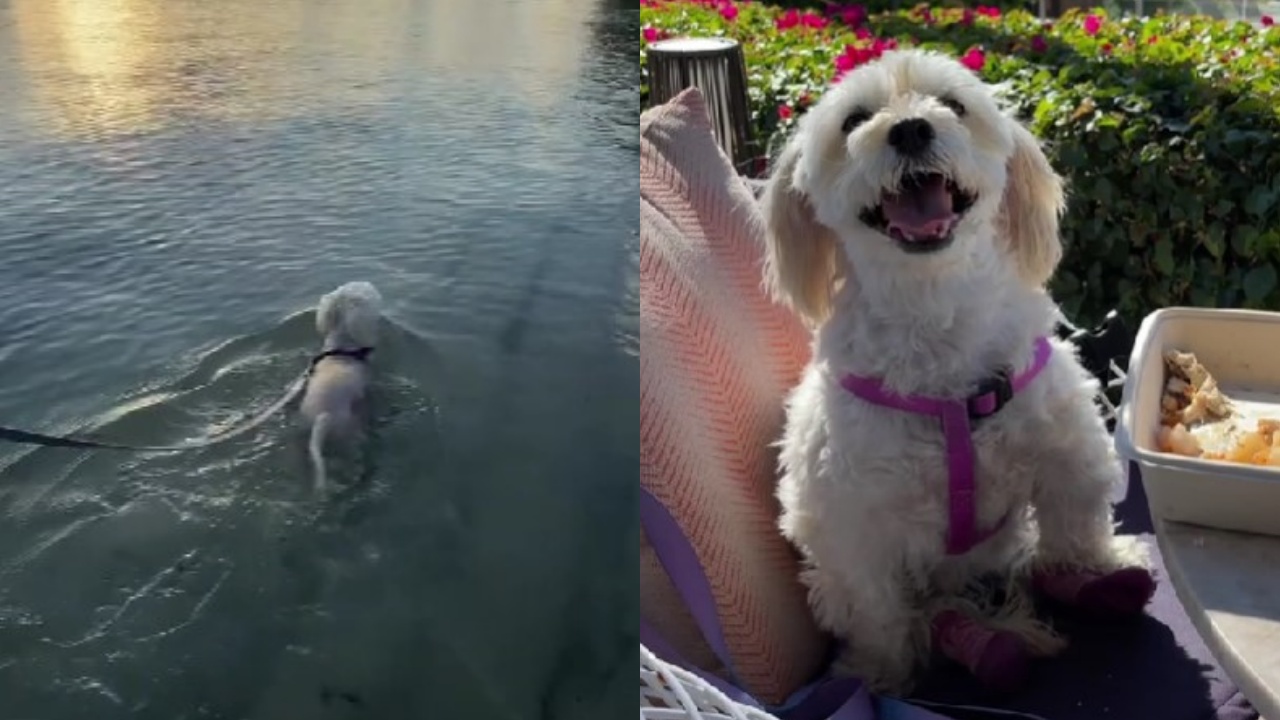 cane paralizzato in acqua