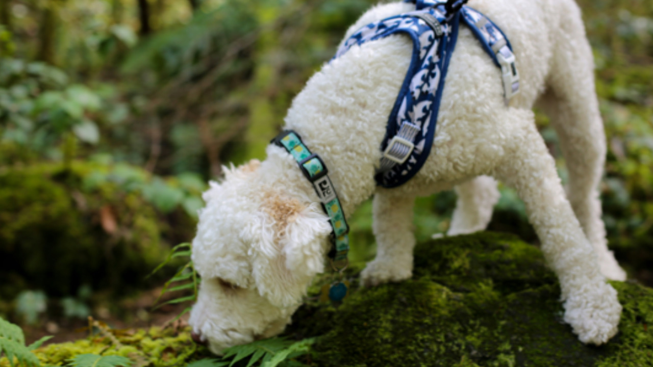 Cane annusa a terra