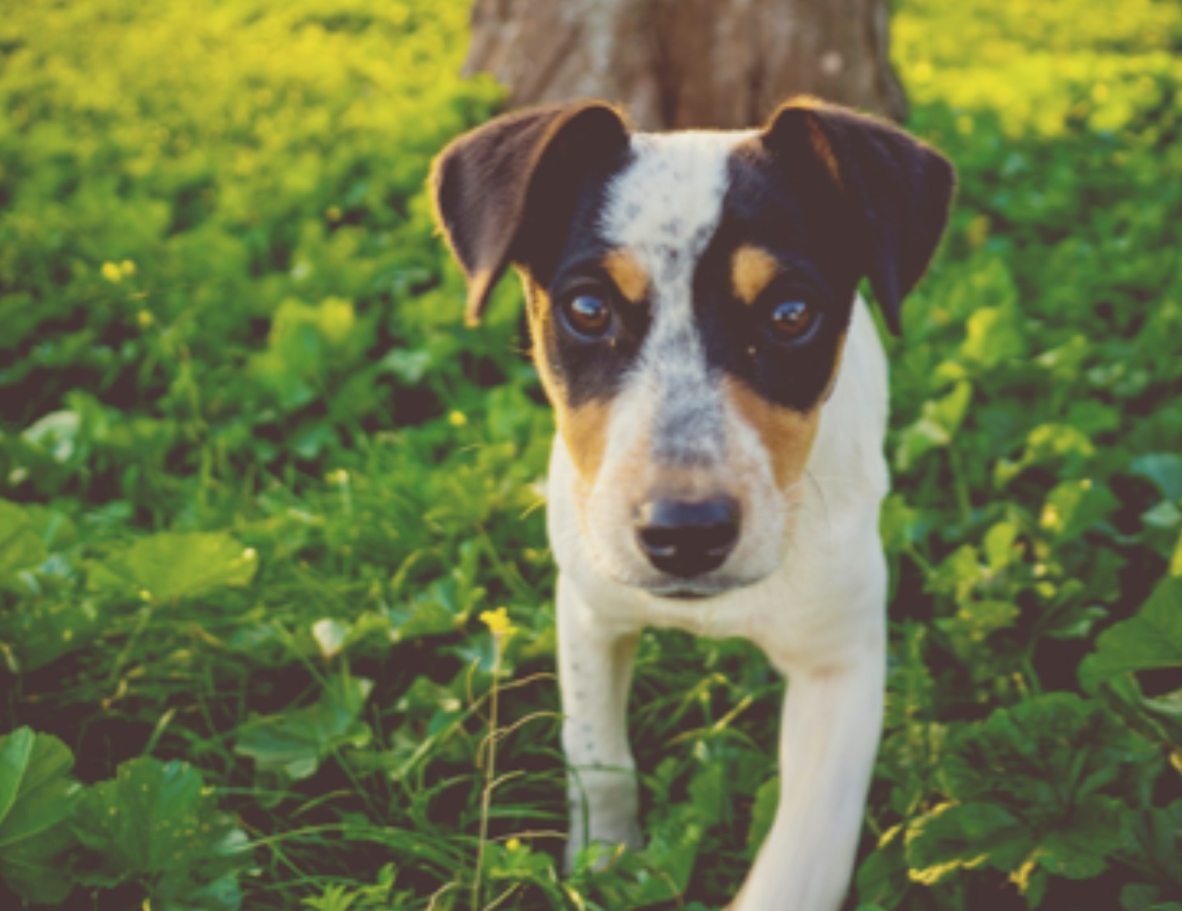 Cane guarda avanti