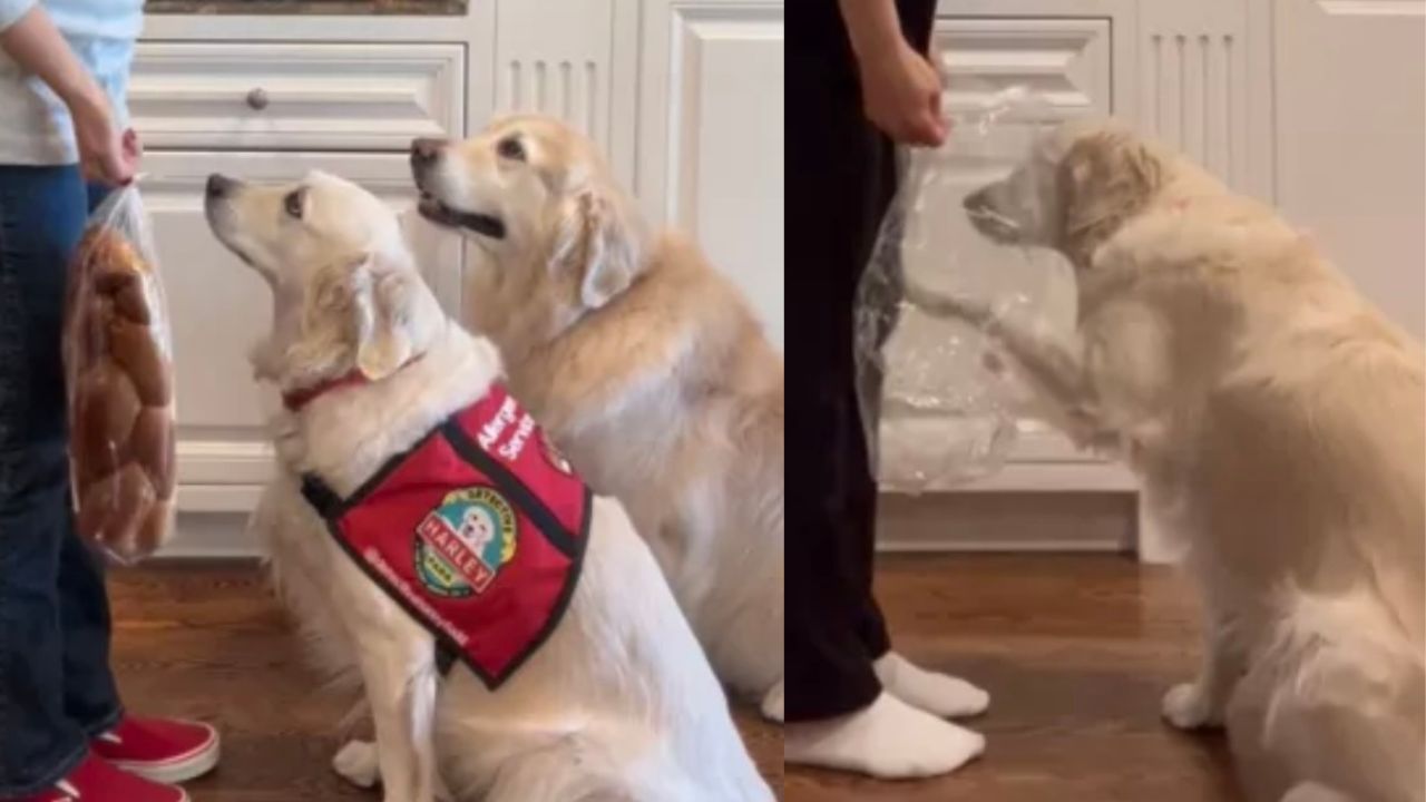 Golden Retriever mette in guardia padrona