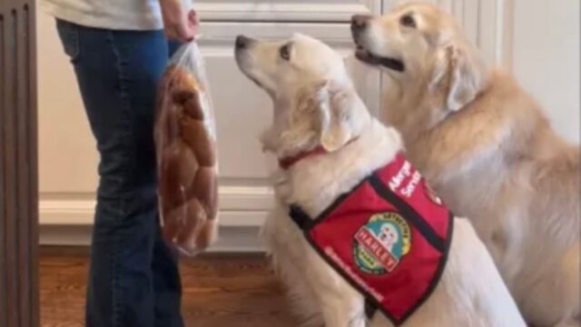 Questo è il momento in cui il cane capisce che nella confezione degli snack c’è qualcosa di pericoloso per la bambina