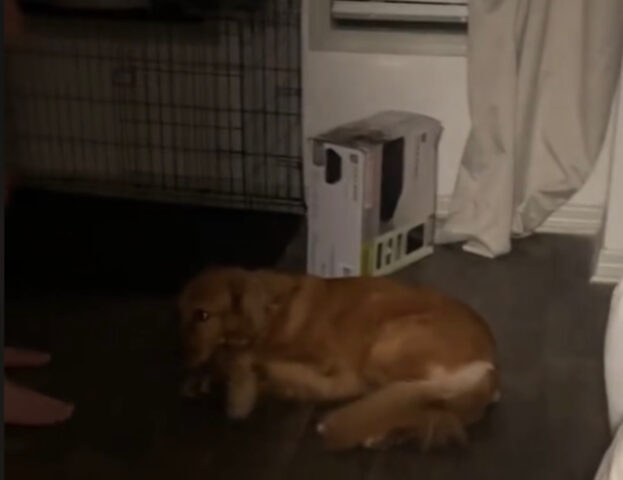 Questo è il momento in cui il cane dimostra al nuovo fidanzato della sua mamma chi comanda davvero