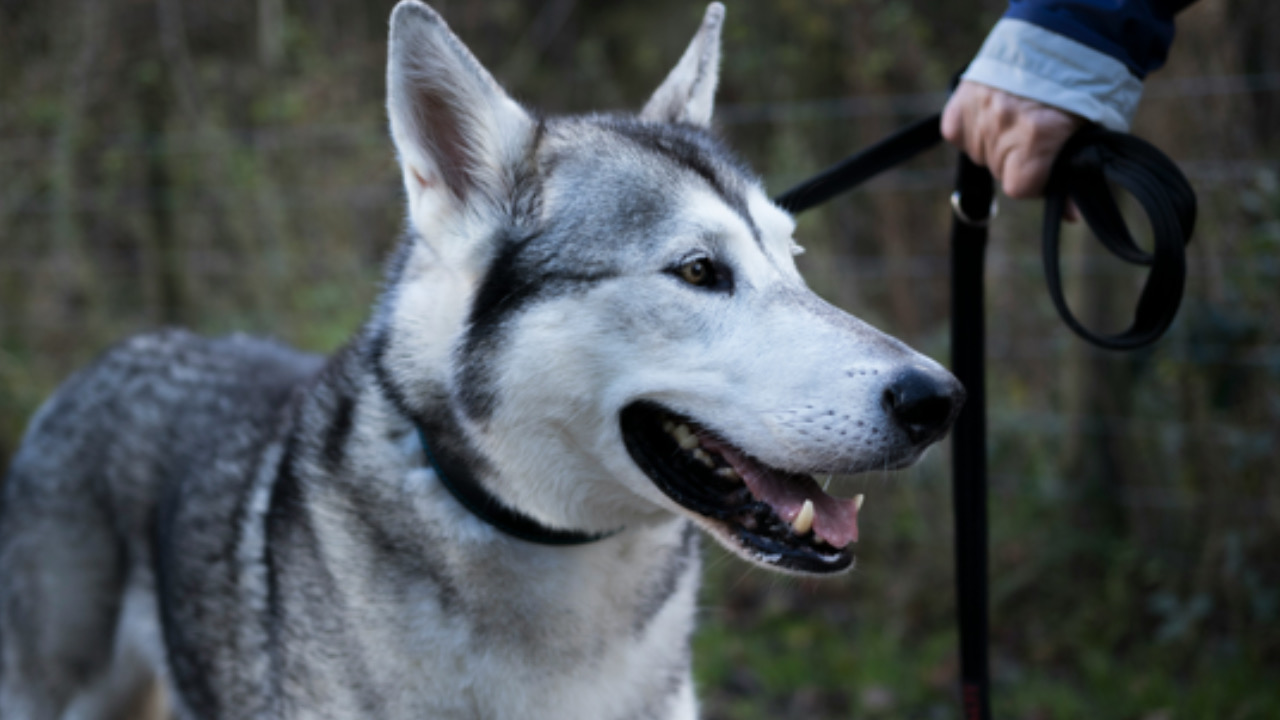 Cane guarda avanti