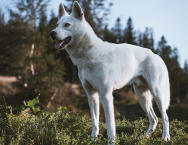 Sembra quasi che gli Husky parlino, ma è davvero così?