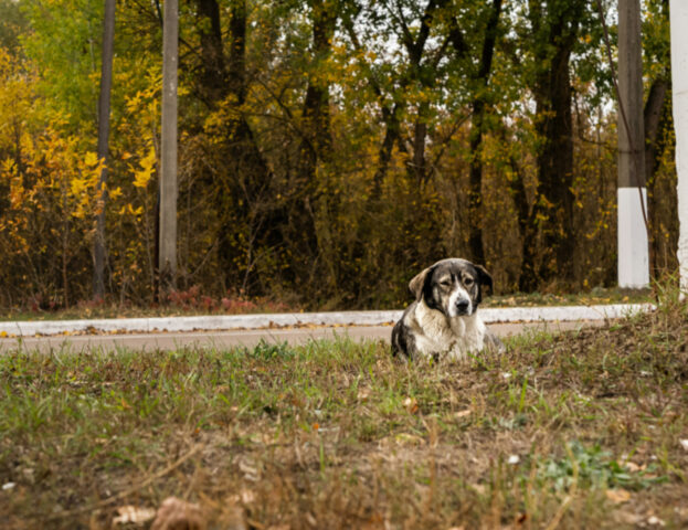 Sì, è così che i cani di Chernobyl vanno avanti ancora oggi dopo il disastro nucleare