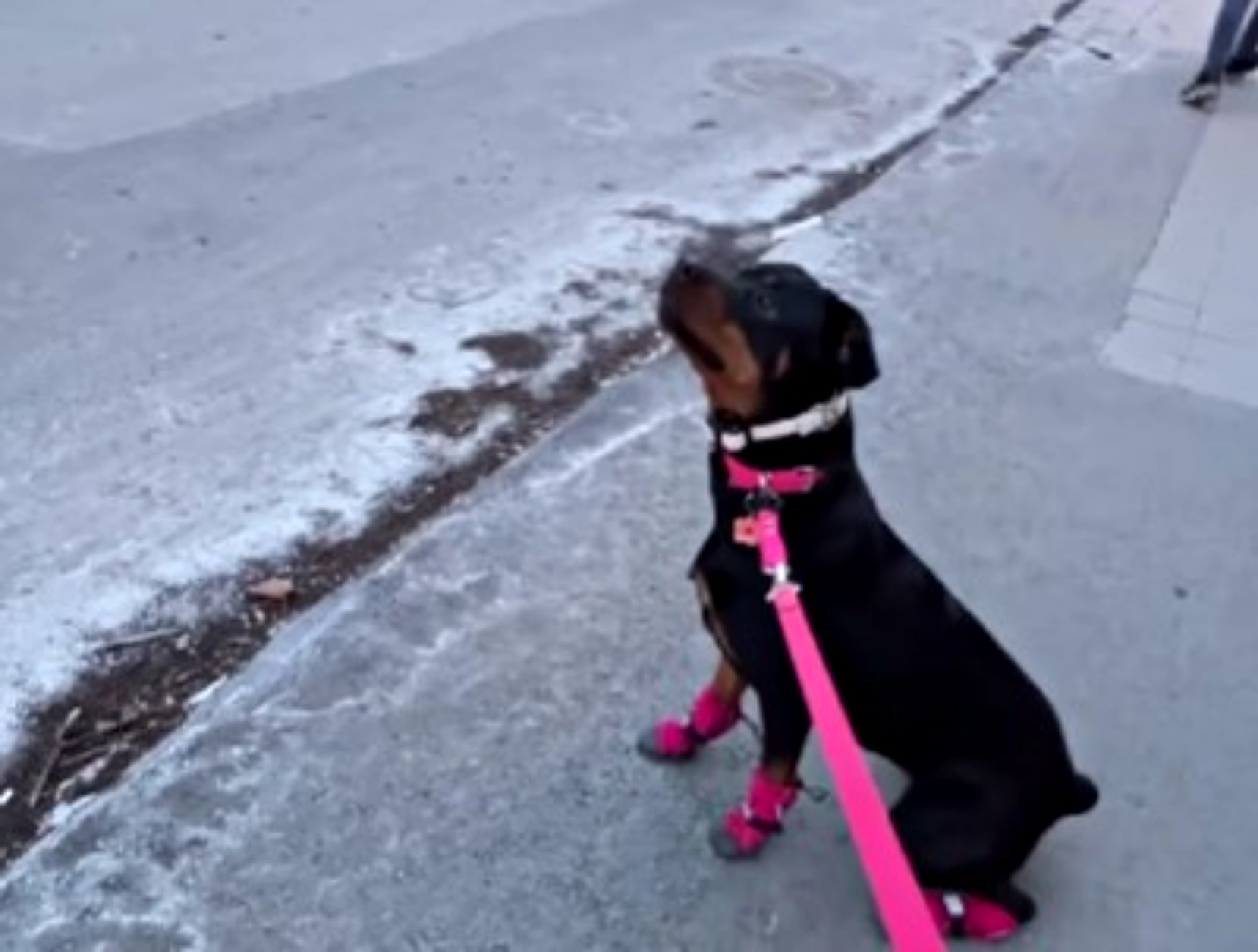 cagnolina innamorata della luna