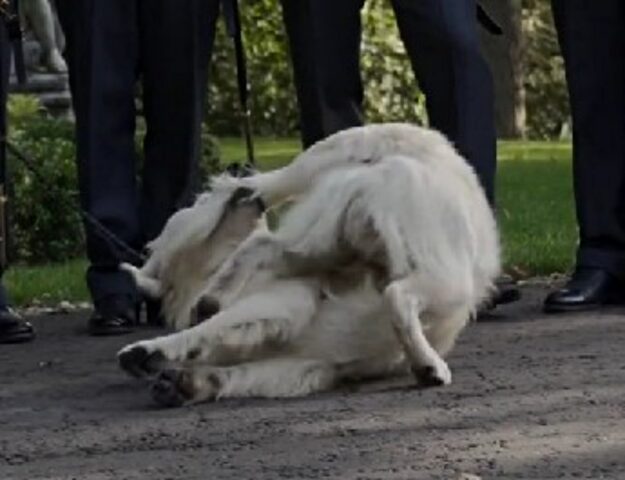 Sì, questo cane fa capire chiaramente agli sposi che non ha proprio più voglia di posare per le foto