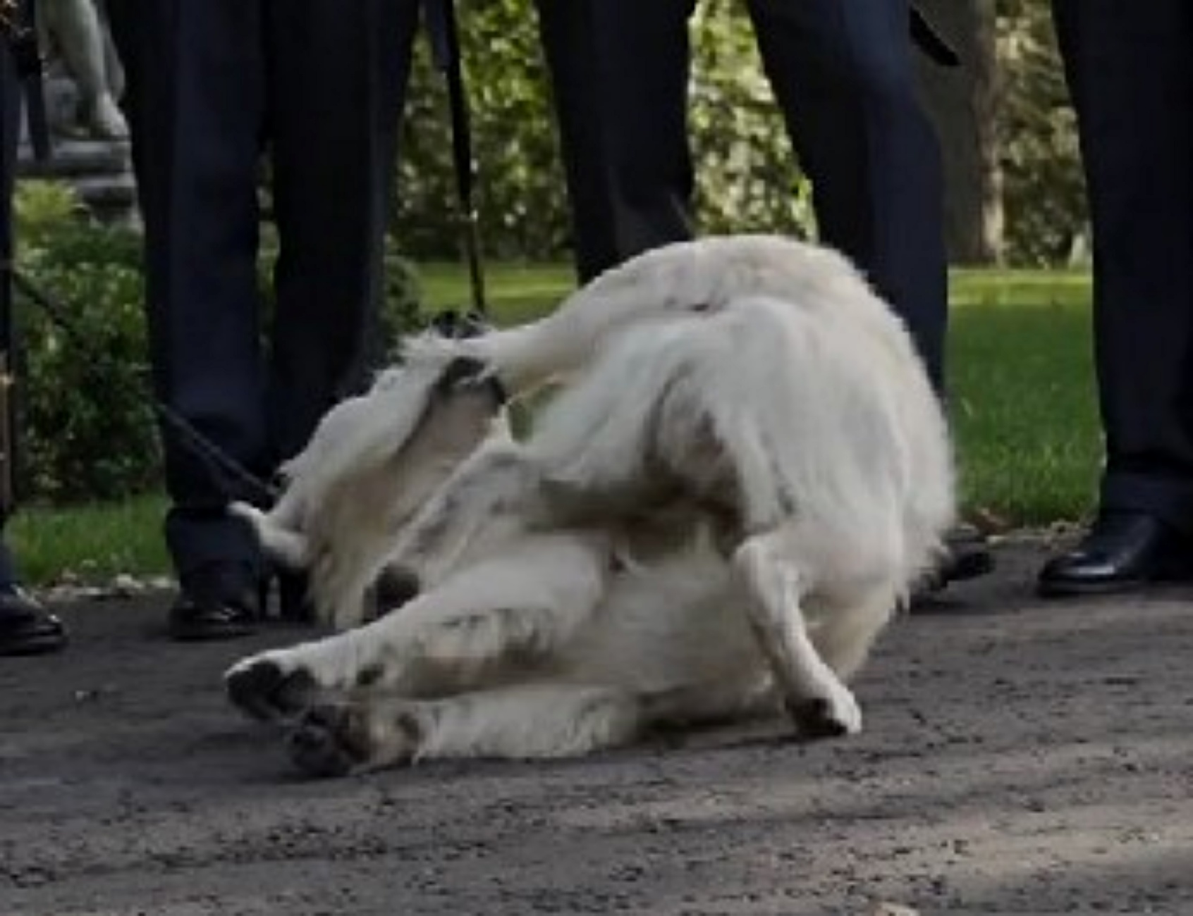 foto cane con gli sposi