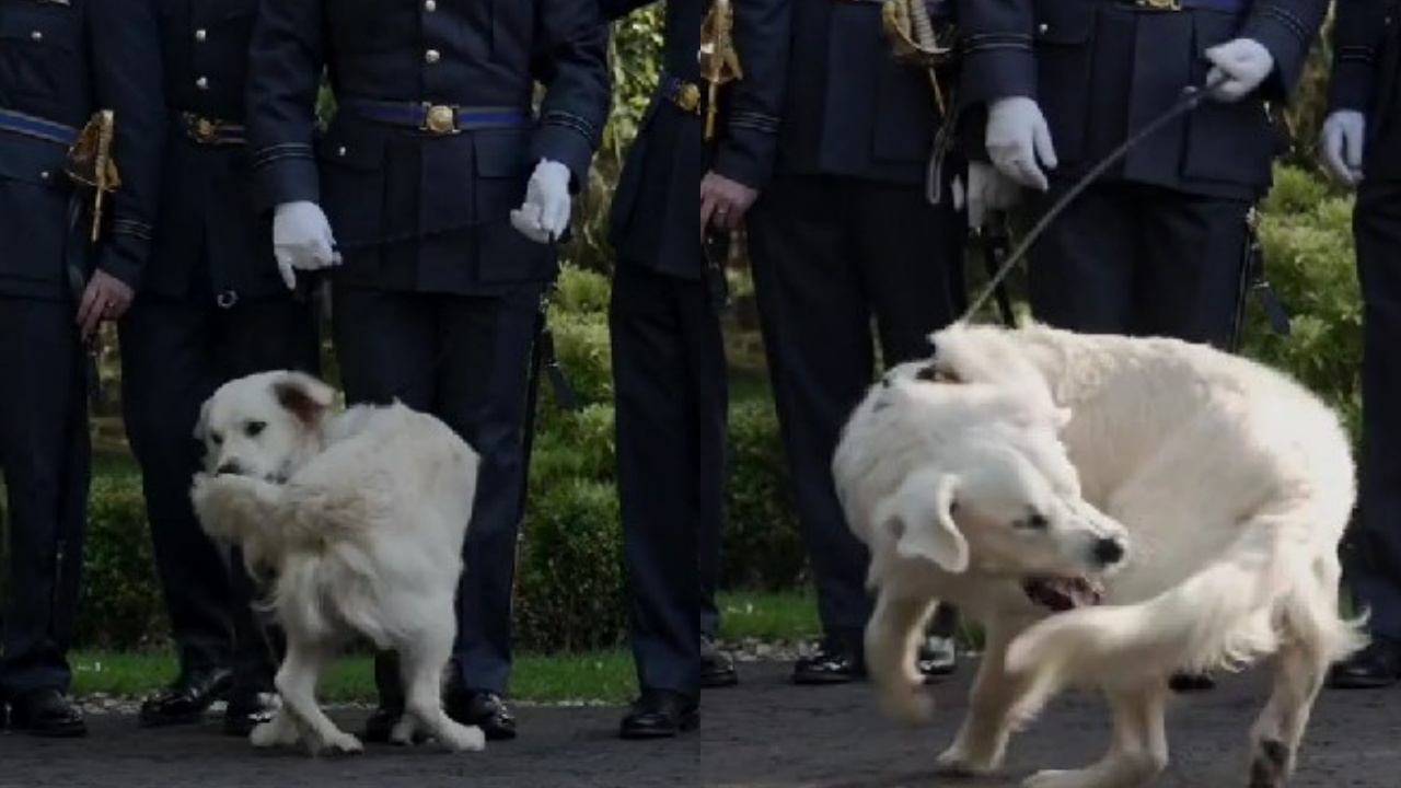 cane fa capire agli sposi che non vuole fare le foto