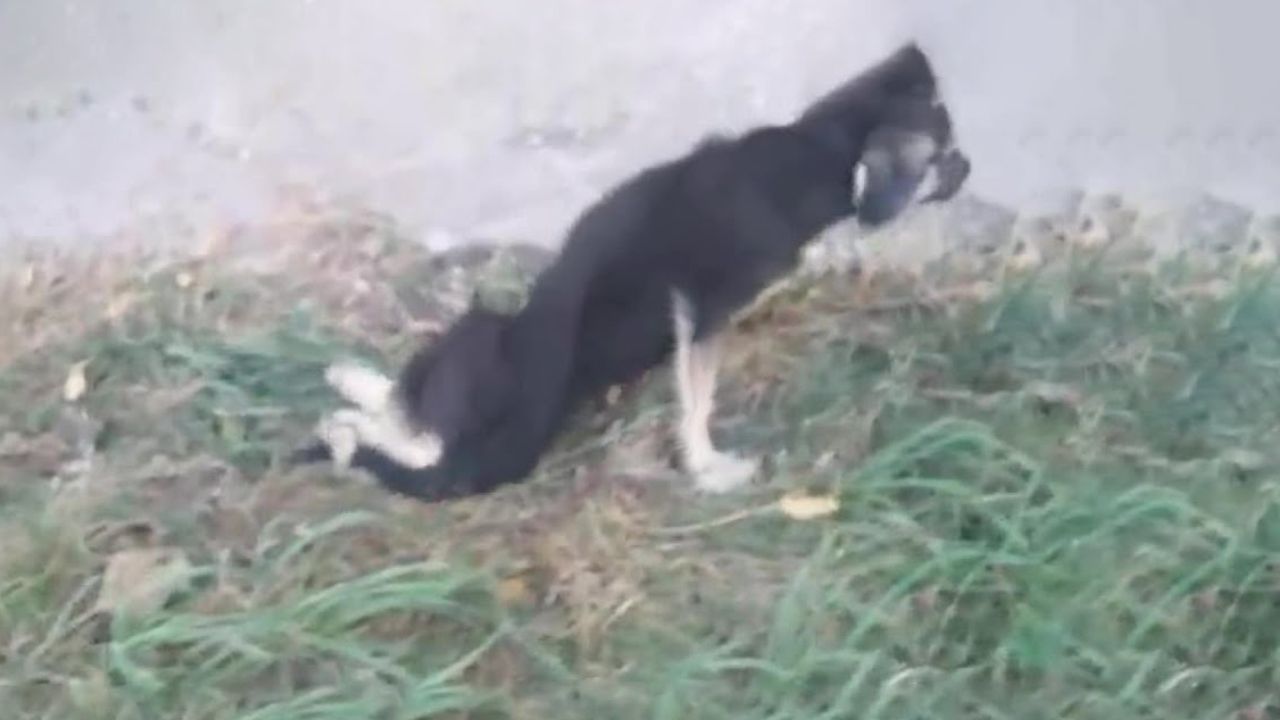 Cagnolina fatica a camminare