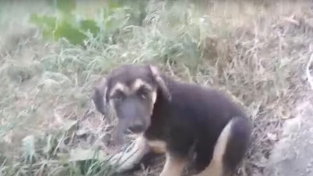 Si trascinava terrorizzata: la povera cagnolina non sapeva se fidarsi o meno – Video