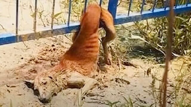 Tutti sono rimasti di stucco quando i volontari si sono rifiutati di salvare questo povero cane – Video