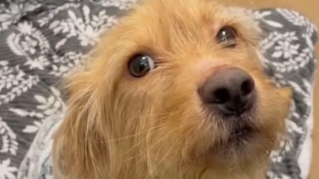 Un tassista lo ha trovato affamato sul ciglio della strada: il cane ha trovato così la sua anima gemella – Video