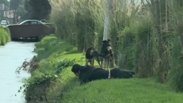 Una donna riesce a filmare il momento in cui il suo fidanzato salva il cane dall’annegamento