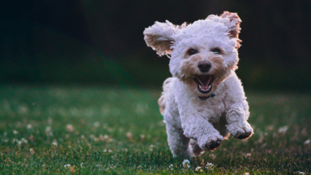 Cane corre