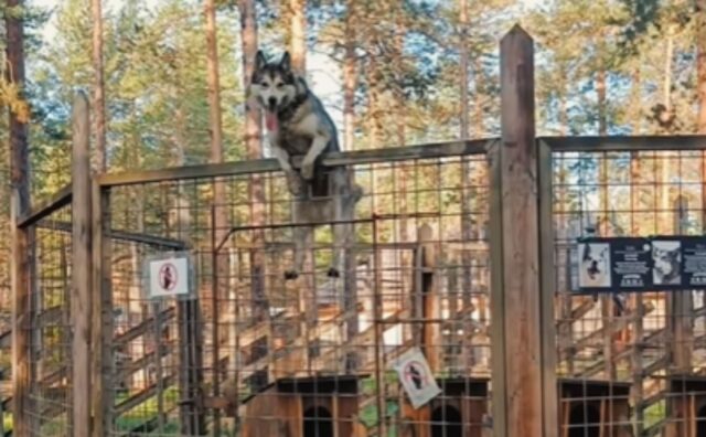 Questo Husky è incredibile: mette in mostra tutte le più assurde abilità di arrampicata (VIDEO)