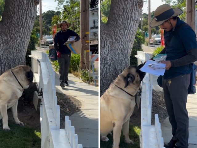 L’amicizia del Mastiff con il postino è tanto inaspettata quanto davvero meravigliosa