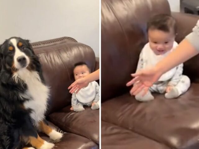 Il Bovaro del Bernese ce la mette tutta per far ridere il bambino e i suoi tentativi sono davvero adorabili