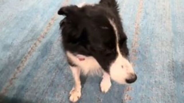 Questo Border Collie ha iniziato a imitare la voce della sua mamma durante le lezioni di canto: impressionante