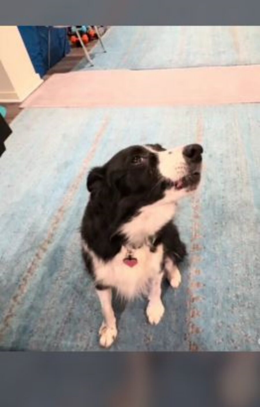 un border collie di nome Indi