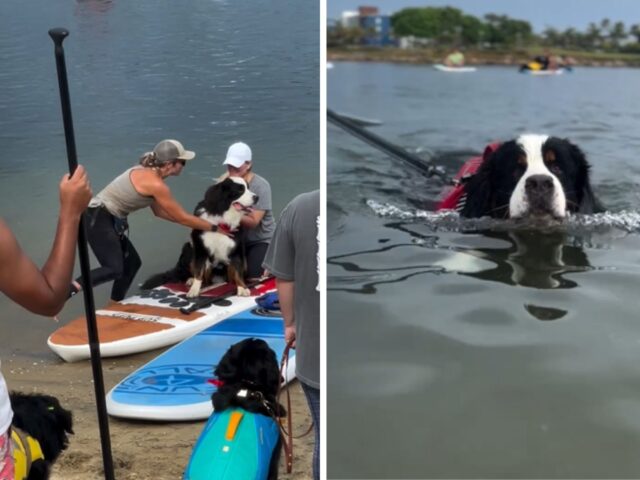 L’avventura sportiva di questi Bovari del Bernese è assolutamente tutta da vedere