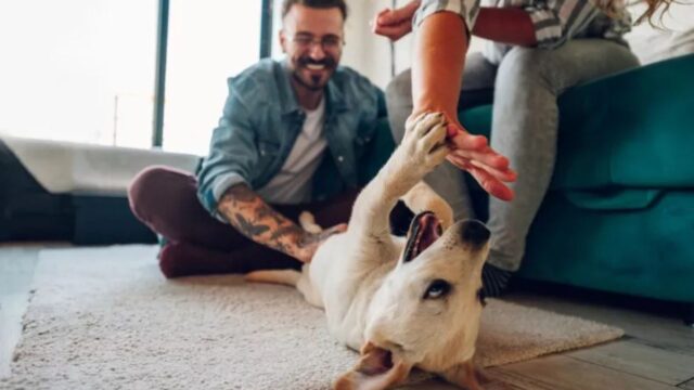 La coppia si innamora di un cucciolo randagio trovato in vacanza e decide ufficialmente di portarlo con sé