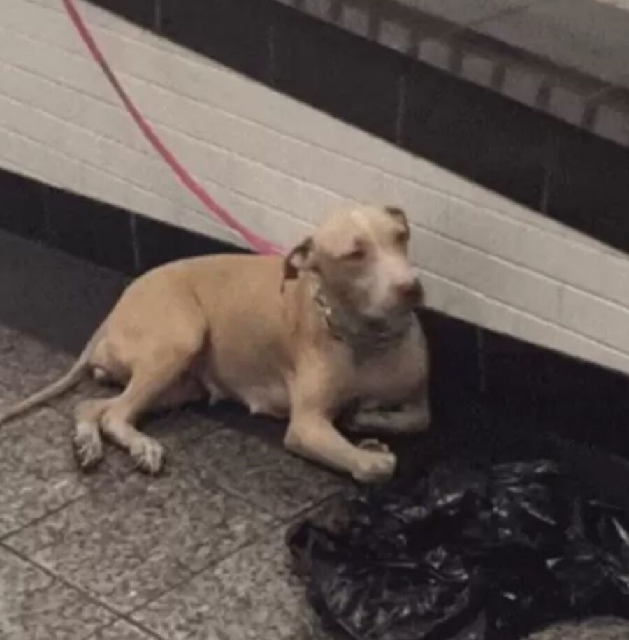 una cagnolina di nome Betsey