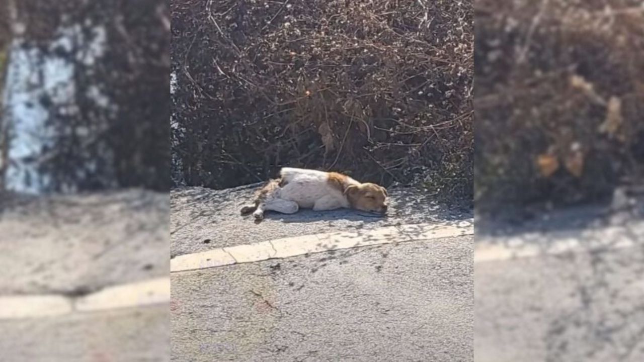 cagnolino a bordo strada