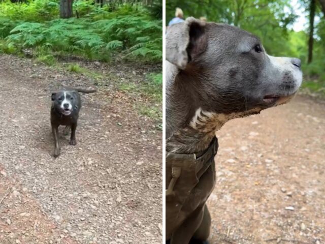 L’Amstaff si rotola nel fango e combina un disastro, ma una cosa è certa: non ha rimpianti