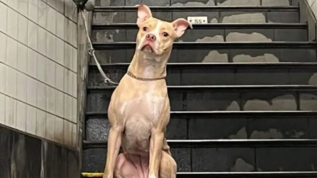 L’avevano abbandonata in metropolitana e nessuno sembrava notarla, ma la cagnolina ora è finalmente felice