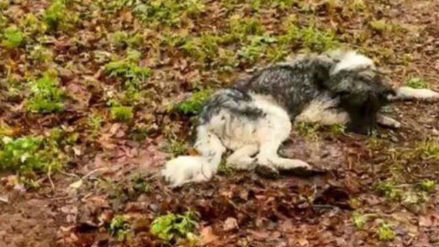 Delle persone notano un cane sdraiato sul terreno ghiacciato pochi istanti prima che accada l’inevitabile