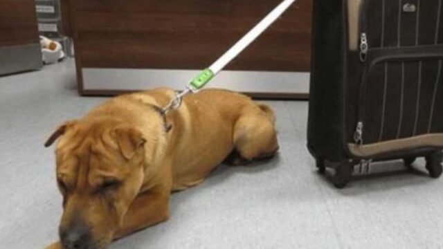 Hanno abbandonato questo cane alla stazione, con una valigia: era piena delle sue cose