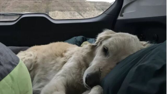 Il cane adottato è così pieno di gioia da essere esausto: non capisce neanche di essere arrivato a casa