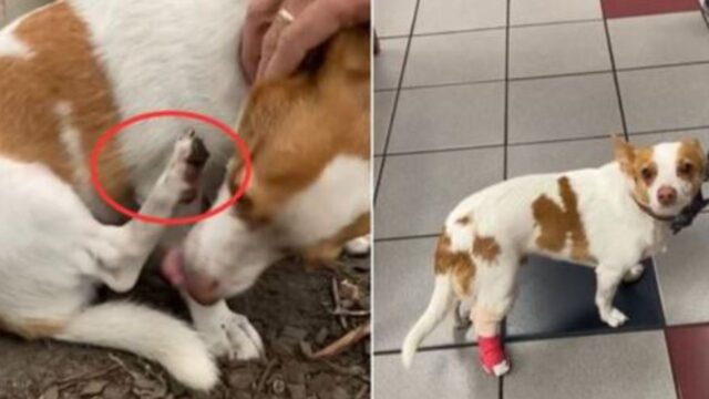 I proprietari hanno portato il cane dal veterinario, ma non si aspettavano ciò che aveva davvero